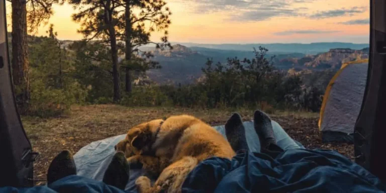 Camping mit Hunden: Das sollte man beachten